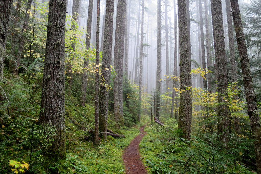 Forest Stewardship