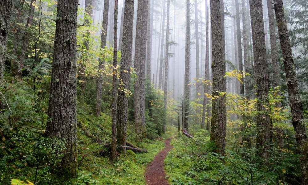 Forest Stewardship