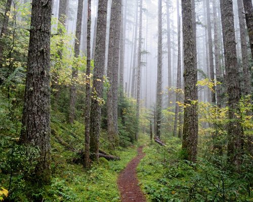 Forest Stewardship